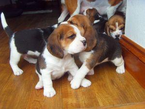 Beagle Welpen