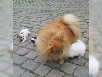 Pomeranian zwergspitz