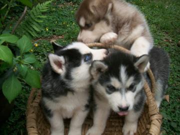 Wundersch�ne kr�ftige Husky welpen