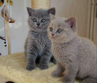 Britisch Kurzhaar Kitten (BKH)