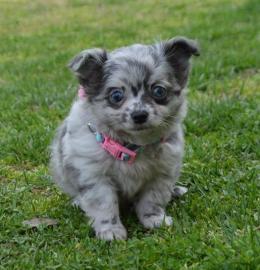 Liebevolle Erh?ltlich Mini-Chihuahua-W