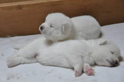 AKITA INU