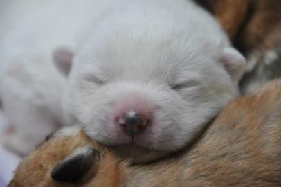 AKITA INU