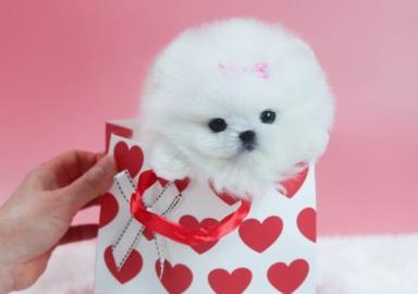 Mini Zwergspitz/Pomeranian Welpen