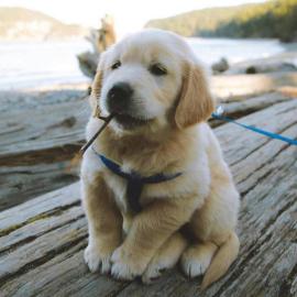 Sch�ne golden retriever-Welpen f�r die R