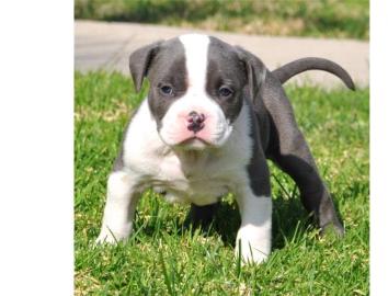 Pit Bull - blue line welpen . . . 