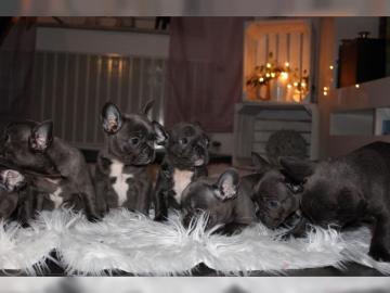 Franz?siche Bulldoggen Welpen