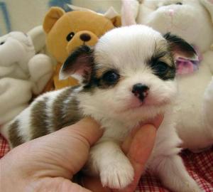 chihuahua welpen