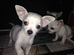 s��e Chihuahua Welpen zur Adoption