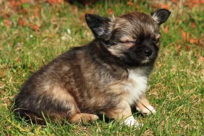 Chihuahua-Welpen. 