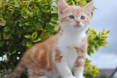 S��e 3 BKH KITTEN & STAMMBAUM