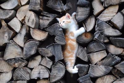 S��e 3 BKH KITTEN & STAMMBAUM