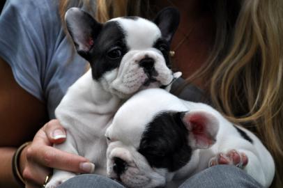 s��er Franz�sische Bulldoggen mit Papier