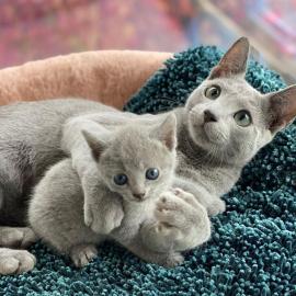 neue Russisch Blau K�tzchen