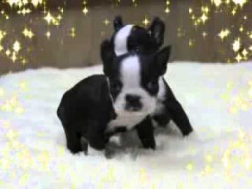 Boston Terrier Welpen mit papieren whats