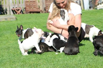 Franz�sisch Bulldogge Welpen