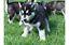 Siberian Husky Welpen!!