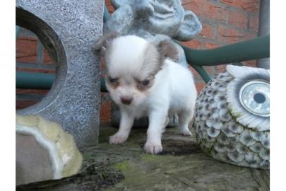 Reinrassige CHIHUAHUA WELPEN mit Ahnenta