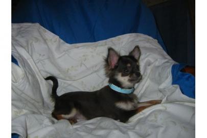 Reinrassige CHIHUAHUA WELPEN mit Ahnenta