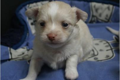 Reinrassige CHIHUAHUA WELPEN mit Ahnenta
