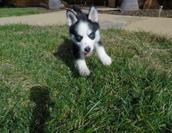 Sch�ne Welpen des sibirischen Huskys. 