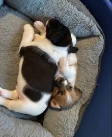 Bearded Collie-Welpen