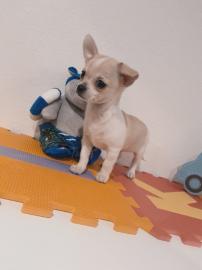 Chihuahua Welpen zu verkaufen