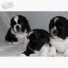 Shih Tzu Welpen whatsapp nummer +4368110