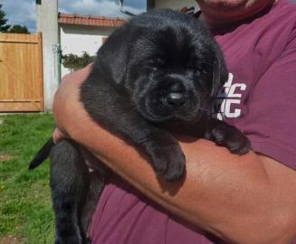 Labrador Welpen reinrassig