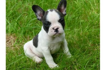 Bildsch�ne Franz�sische Bulldoggen Welpe