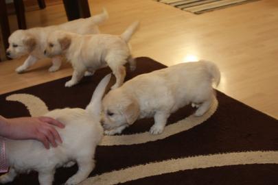 Golden Retriever Welpen zur Annahme