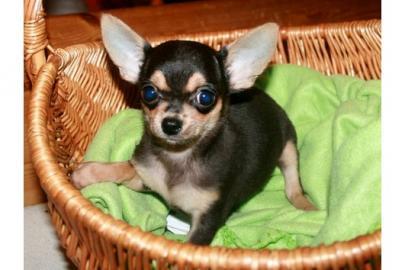 Chihuahua welpen LH & KH