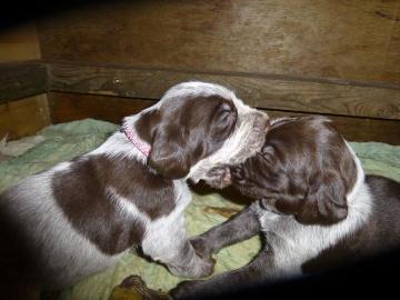 Spinone Italiano Welpen