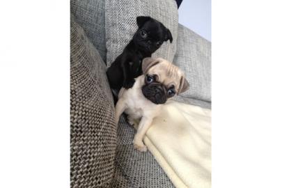 Bildsch�ne Mops Welpen zu verkaufen. 