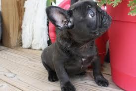 Adorable Franz�sisch Bulldogge Welpen zu