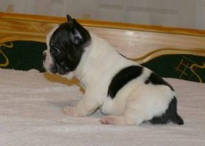 Adorable Franz�sisch Bulldogge Welpen zu