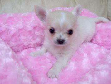 Reinrassige Chihuahuawelpen: 2 R�den & 2