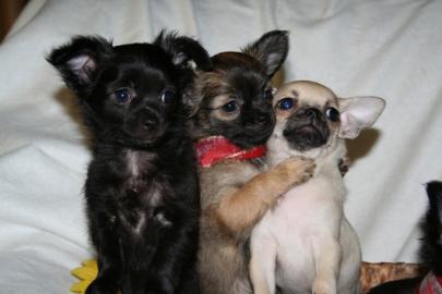 Wundersch�ne mini  Chihuahua-Welpen