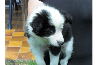Reinrassige Border-Collie-Welpen R�den u
