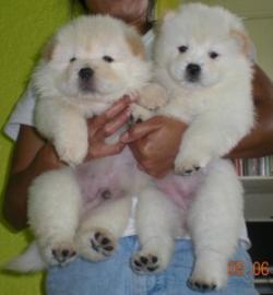 Chow Chow Welpen in schwarz Kurz- und