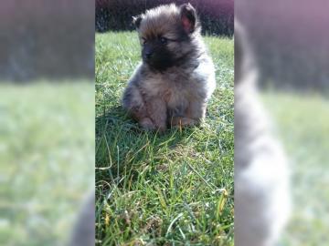 Zucker-s��, reinrassige Pomeranian Zwerg