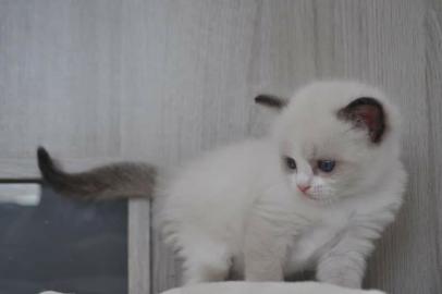 Wundersch?ne Reinrassige BKH Katzen: