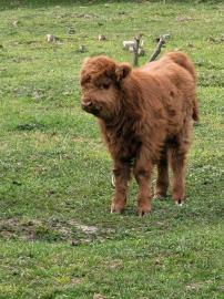 Mini Highland Cattle,Dexter,Schottisches