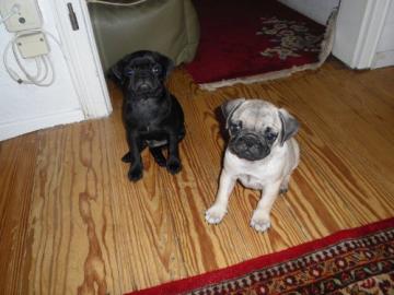 Mops Welpen,beige u. schwarz 100 euros