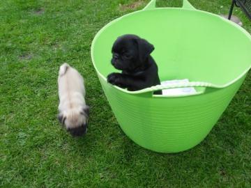 Mops Welpen,beige u. schwarz 100 euros