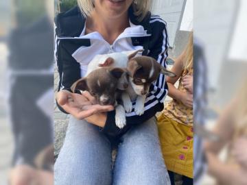 Chihuahua Welpen kurzhaarig