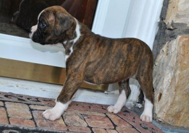 S��e Boxer Welpen