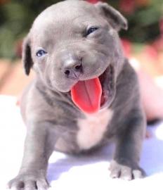 2 m?nnliche und weibliche UKC Pitbull We
