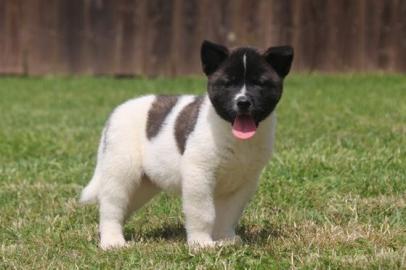 Akita Welpen