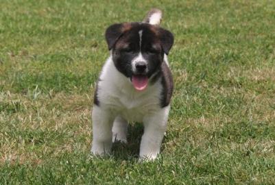 Akita Welpen